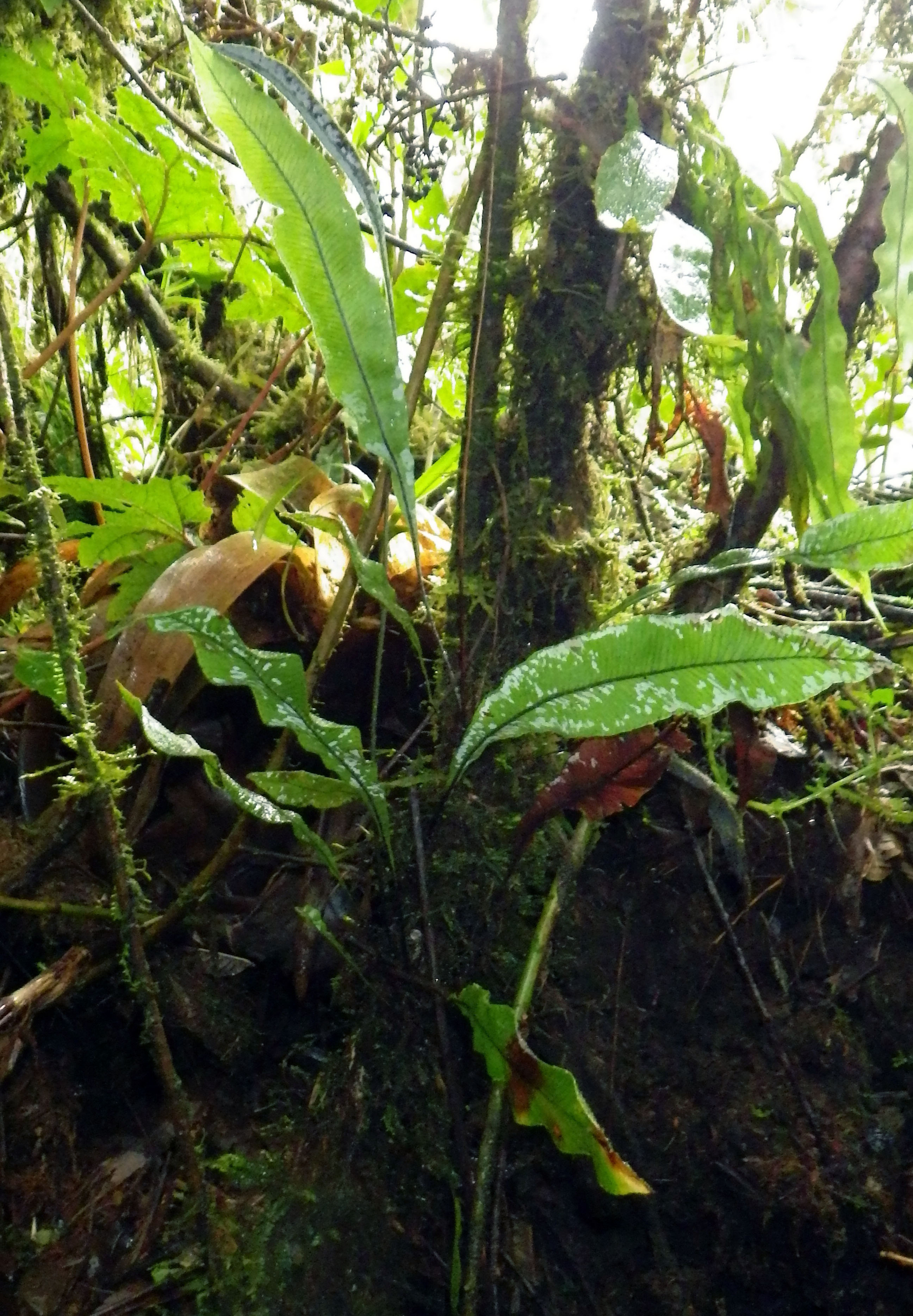 Elaphoglossum burchellii | Ferns and Lycophytes of the World