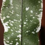 Elaphoglossum papillosum