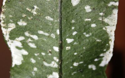 Elaphoglossum papillosum