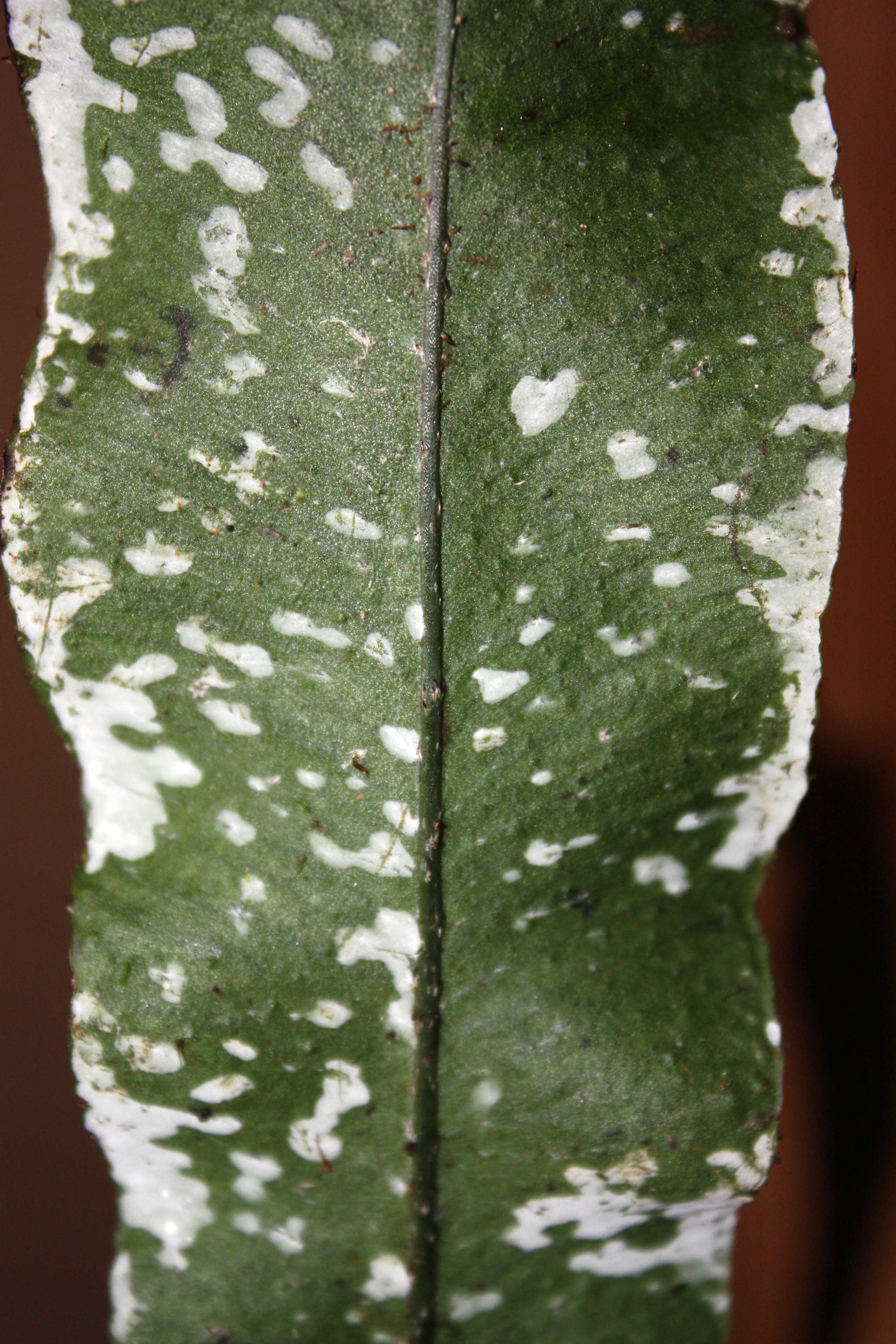 Elaphoglossum papillosum