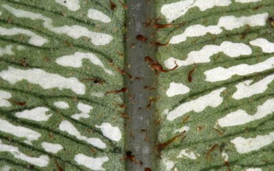 Elaphoglossum confusum