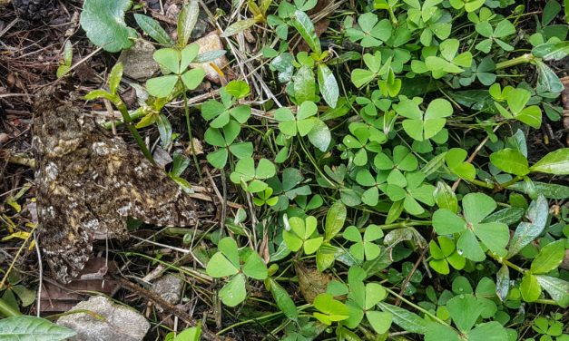 Marsilea polycarpa