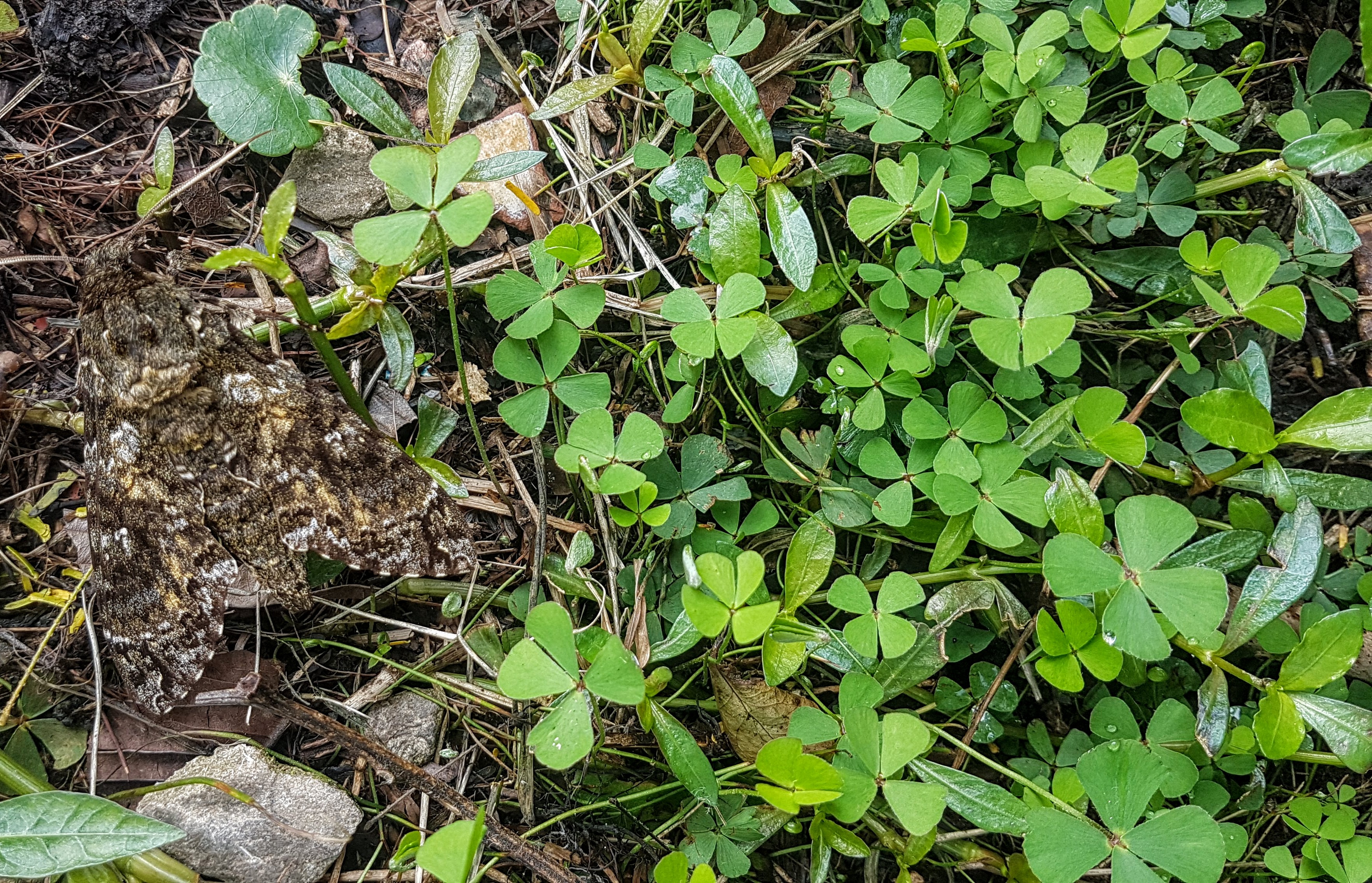 Marsilea polycarpa