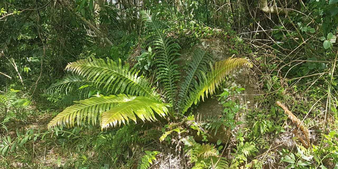 Neoblechnum brasiliense