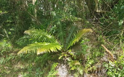 Neoblechnum brasiliense