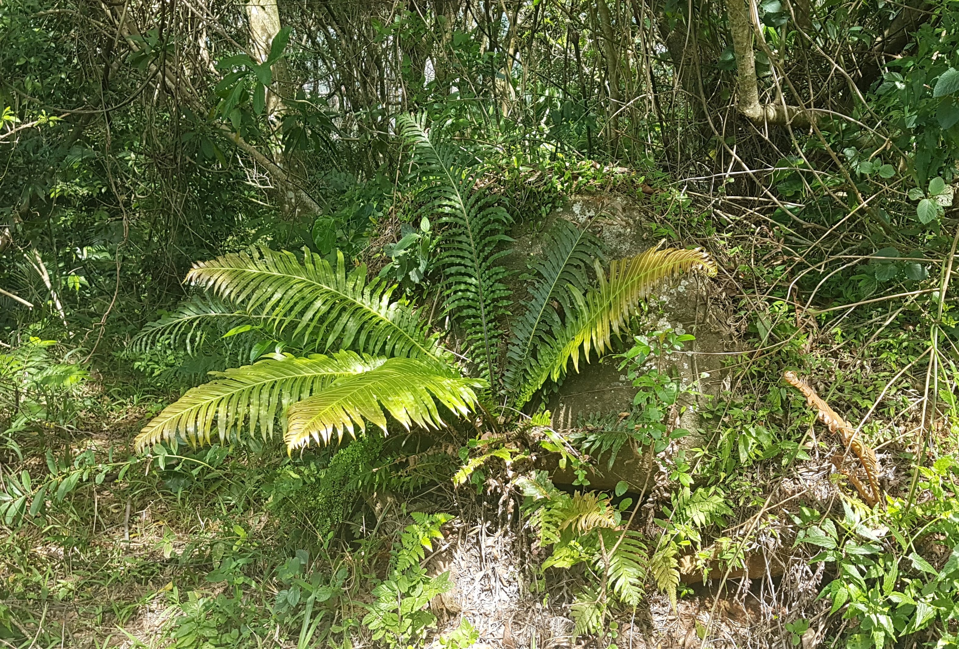 Neoblechnum brasiliense