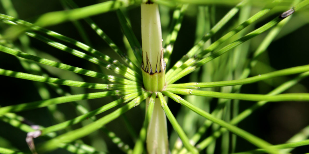 Equisetum telmateia