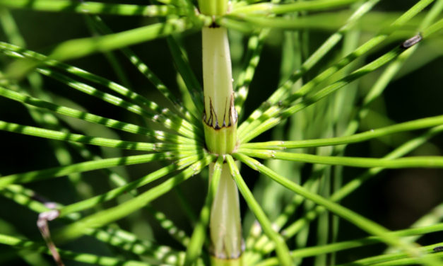 Equisetum telmateia