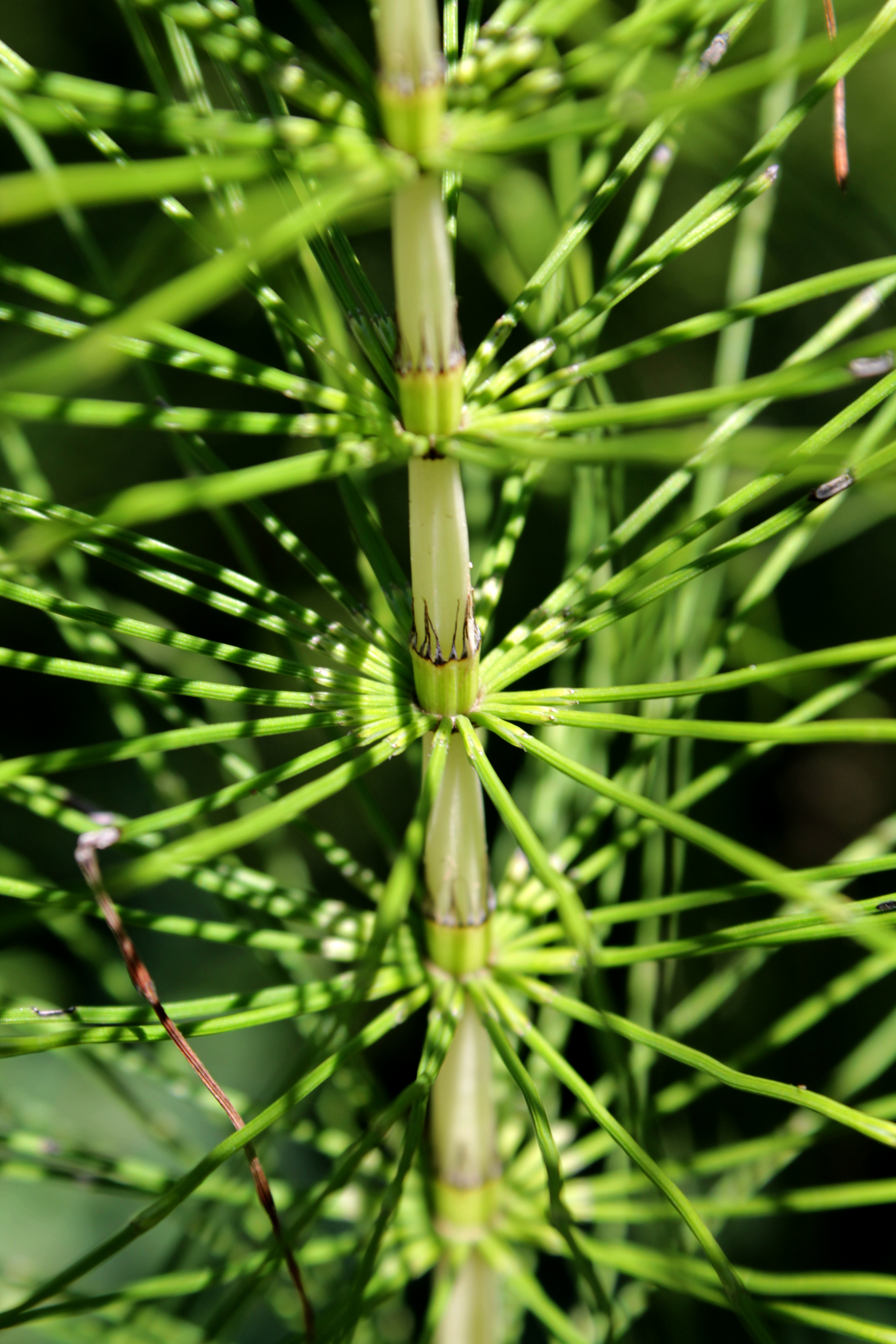 Equisetum telmateia