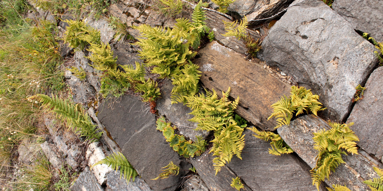 Gymnocarpium robertianum