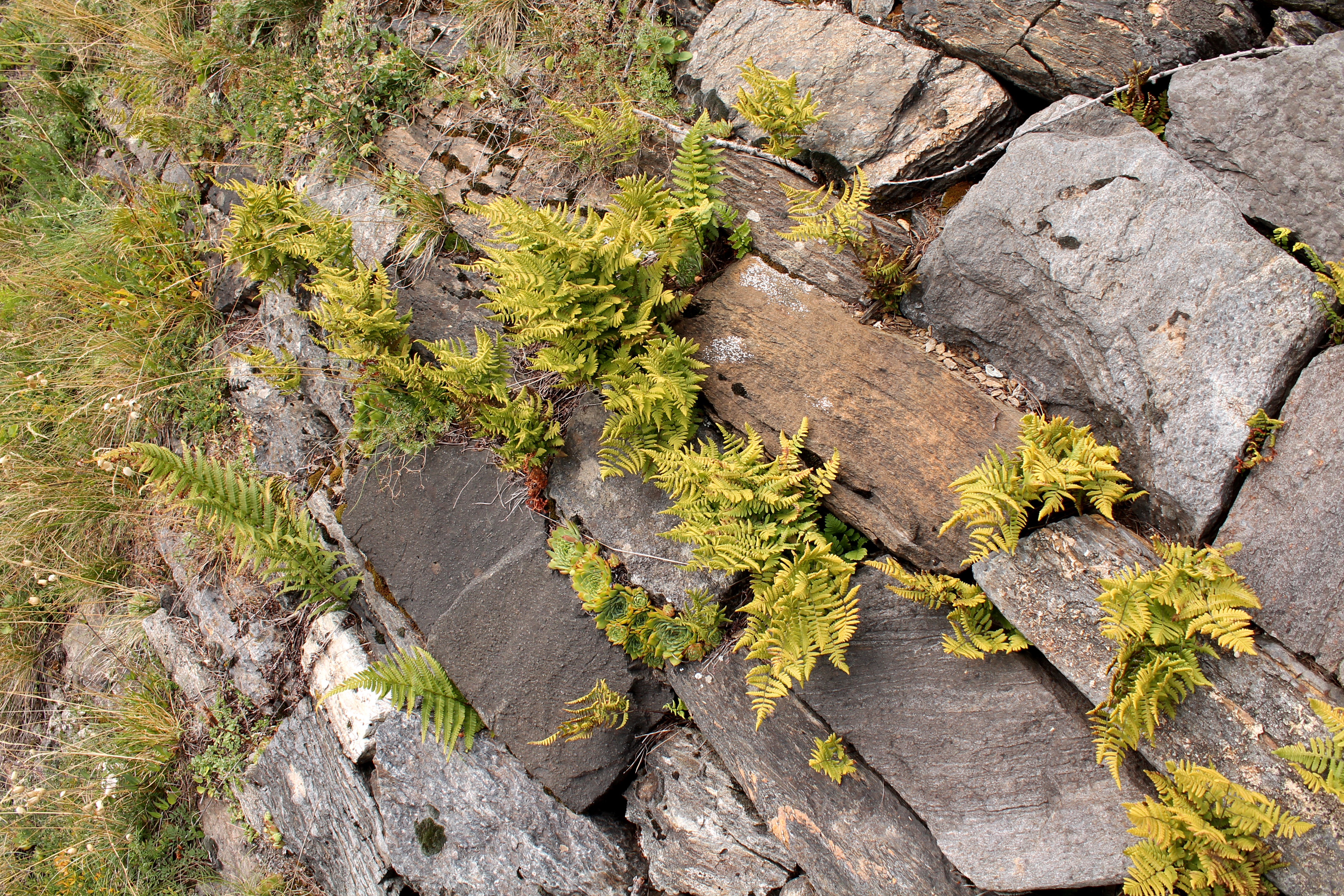 Gymnocarpium robertianum