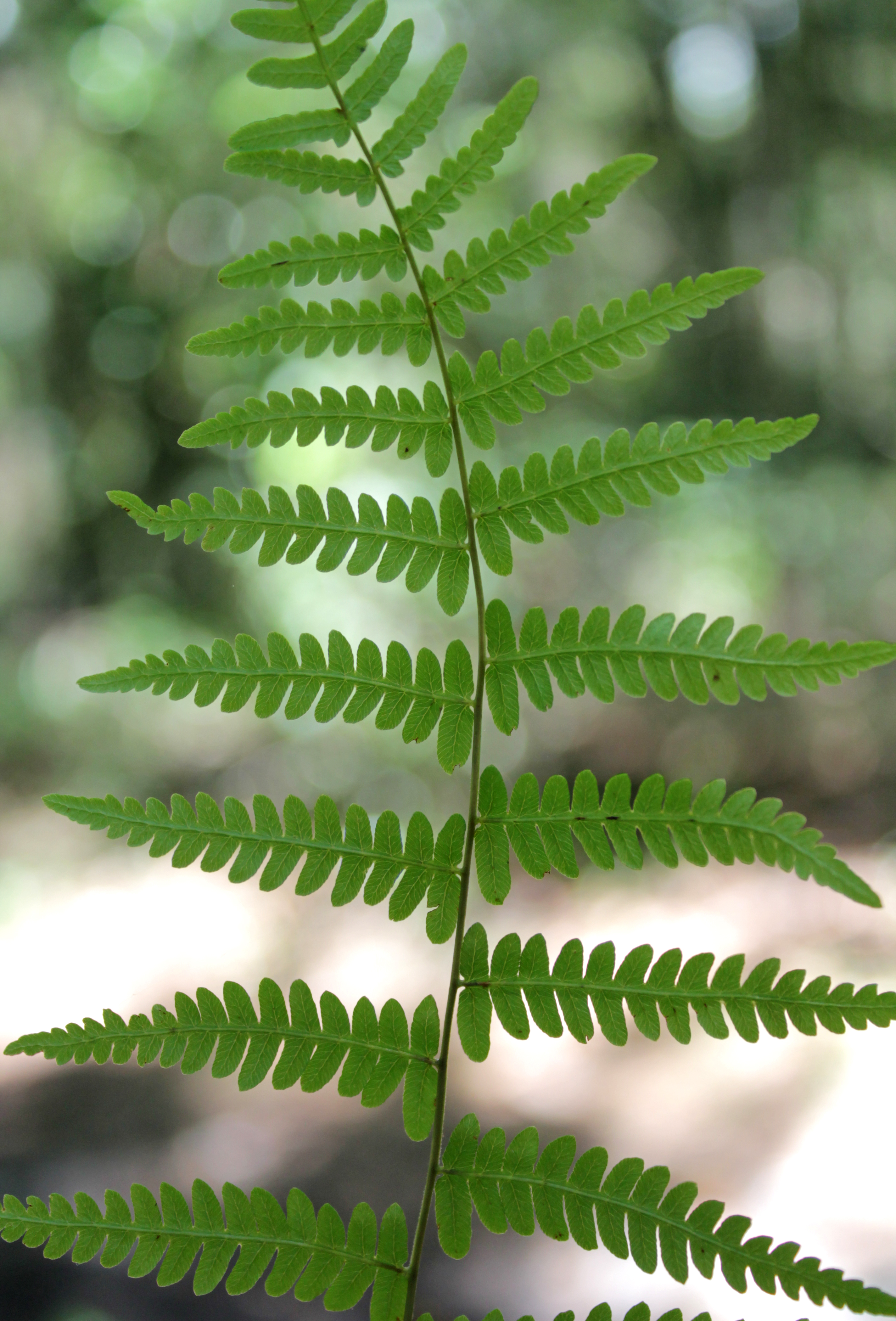 Thelypteris palustris var. haleana