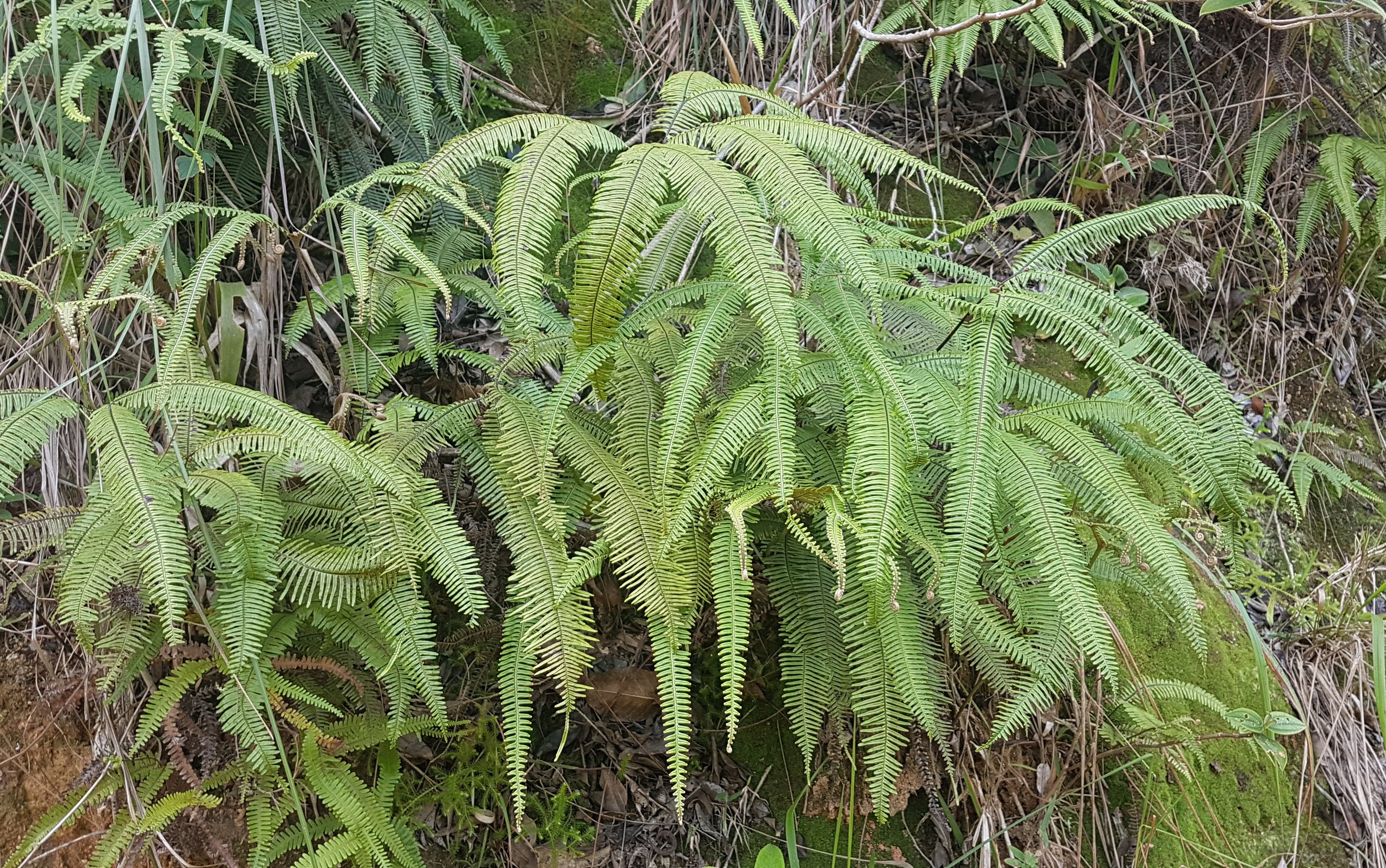 Sticherus nigropaleaceus