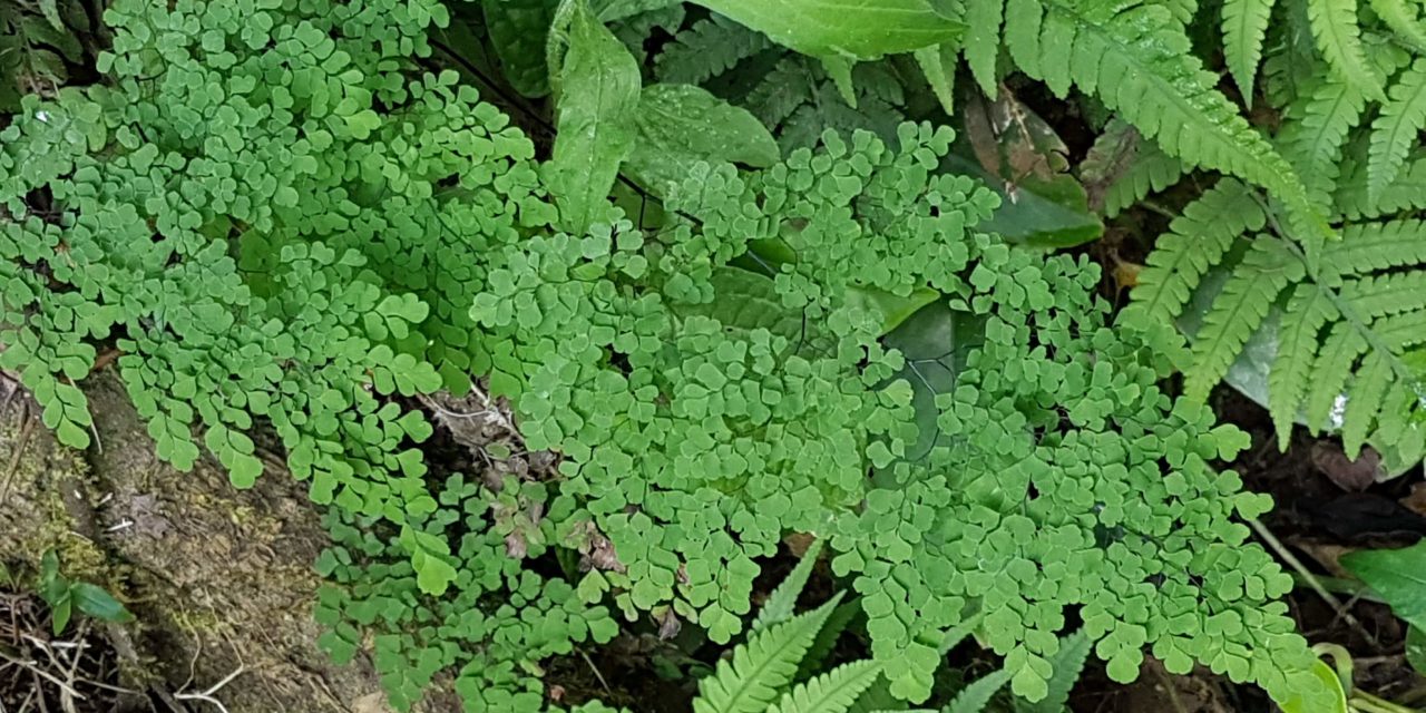 Adiantum raddianum