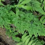 Adiantum raddianum