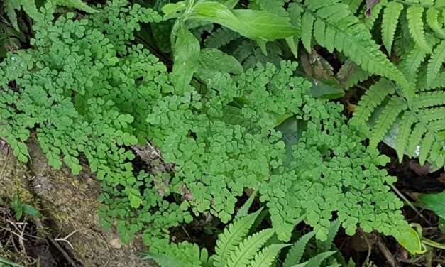 Adiantum raddianum