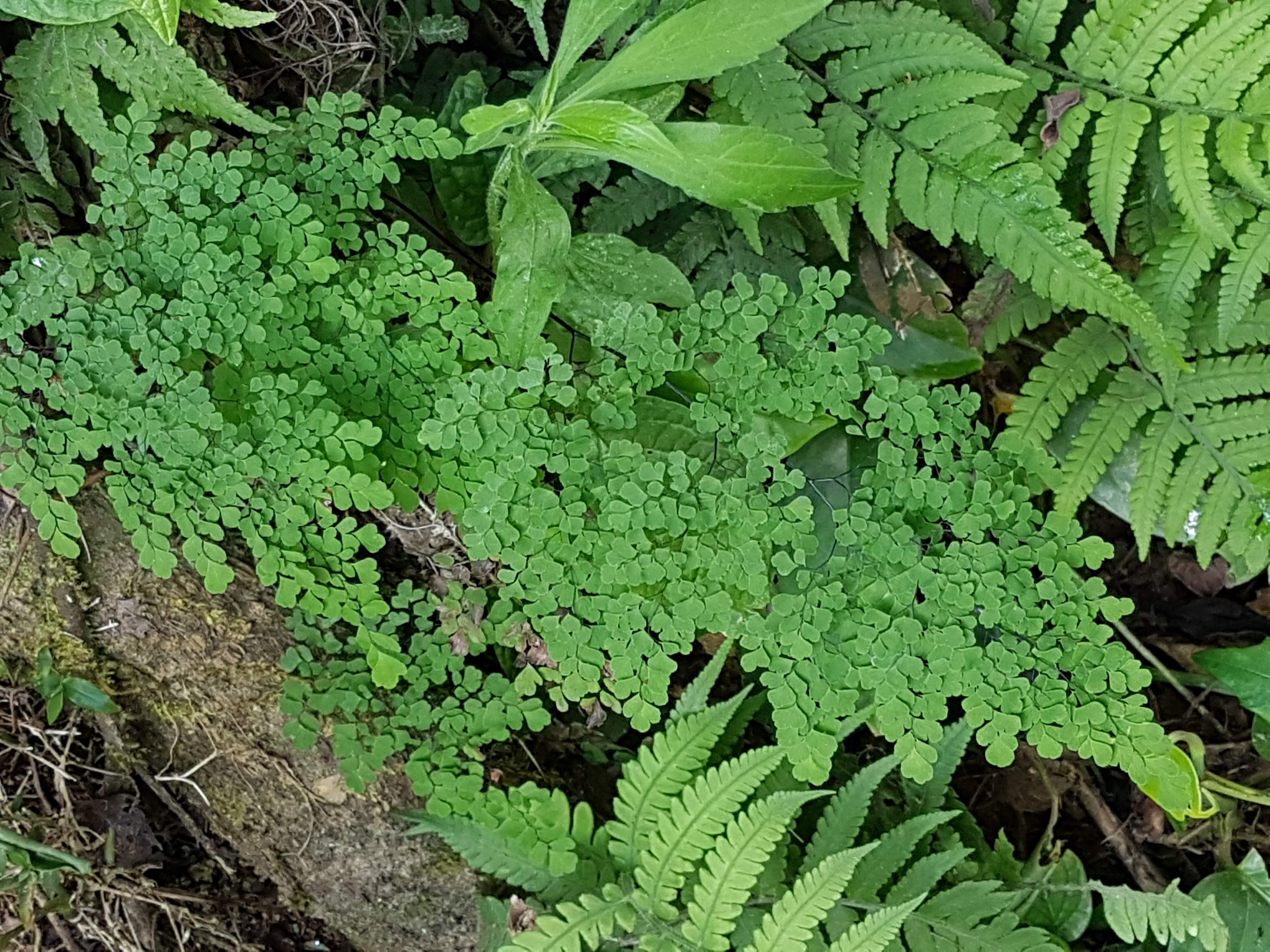 Adiantum raddianum