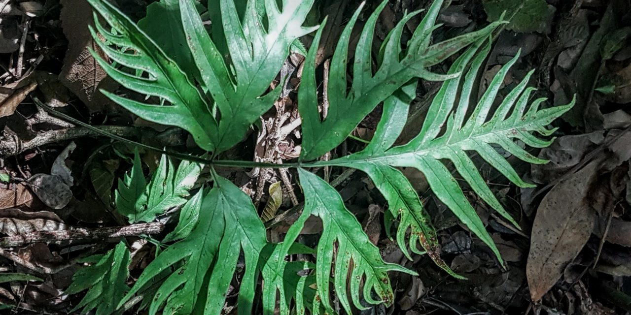 Pteris denticulata var. tristicula