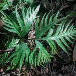 Pteris denticulata var. tristicula