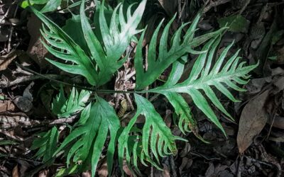 Pteris denticulata var. tristicula
