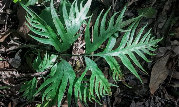 Pteris denticulata var. tristicula