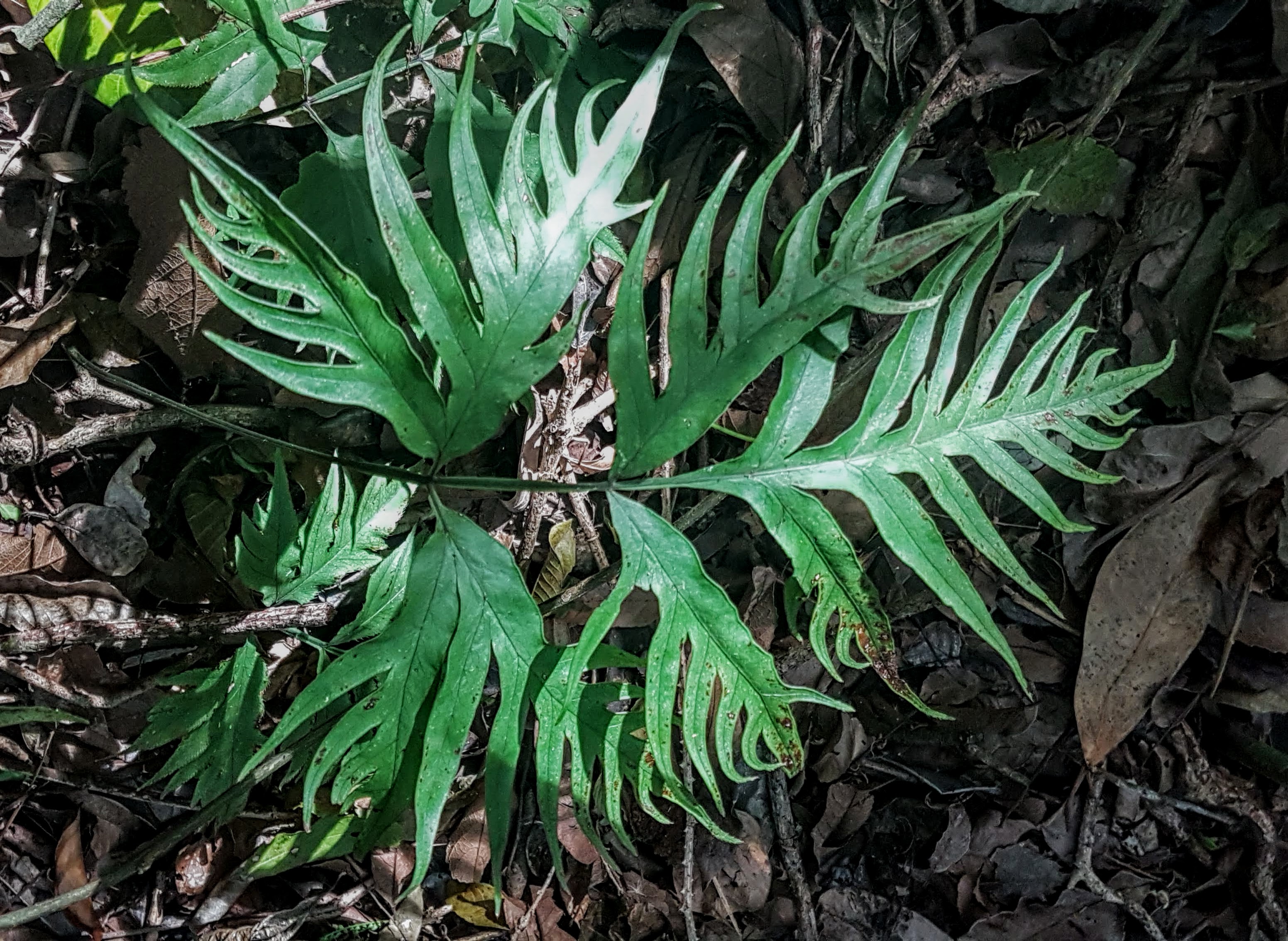 Pteris denticulata var. tristicula