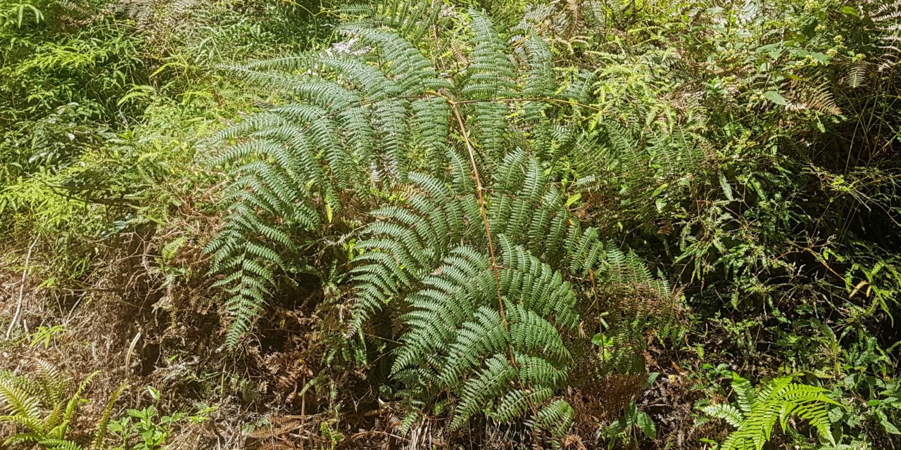 Pteridium arachnoideum