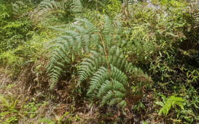 Pteridium arachnoideum