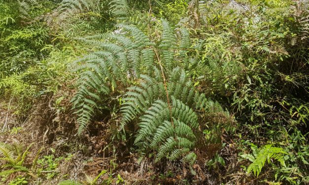 Pteridium arachnoideum