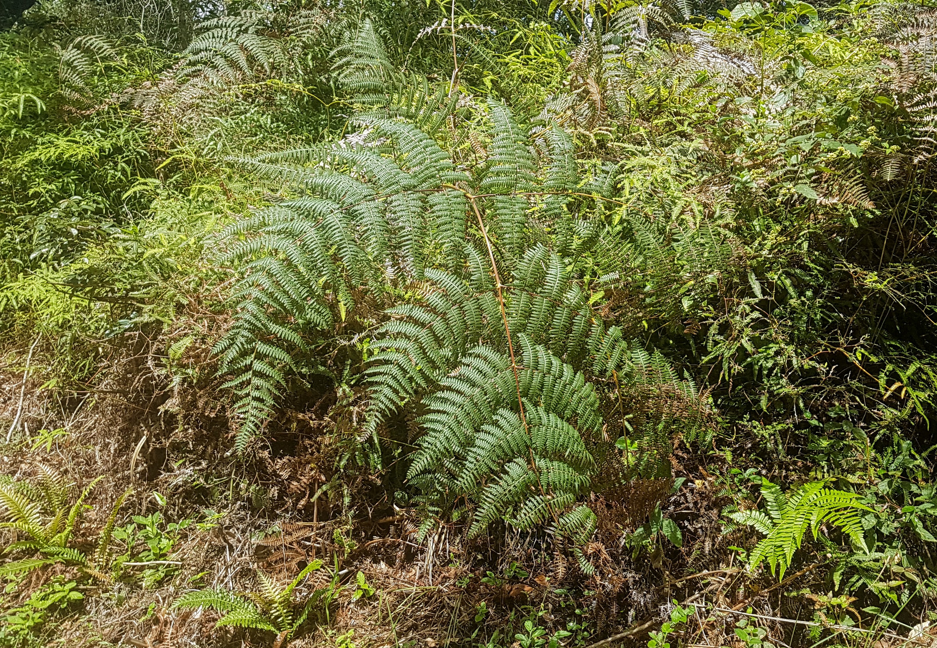 Pteridium arachnoideum