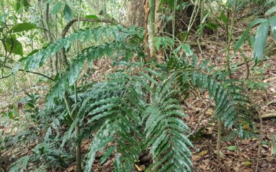 Lomariopsis marginata