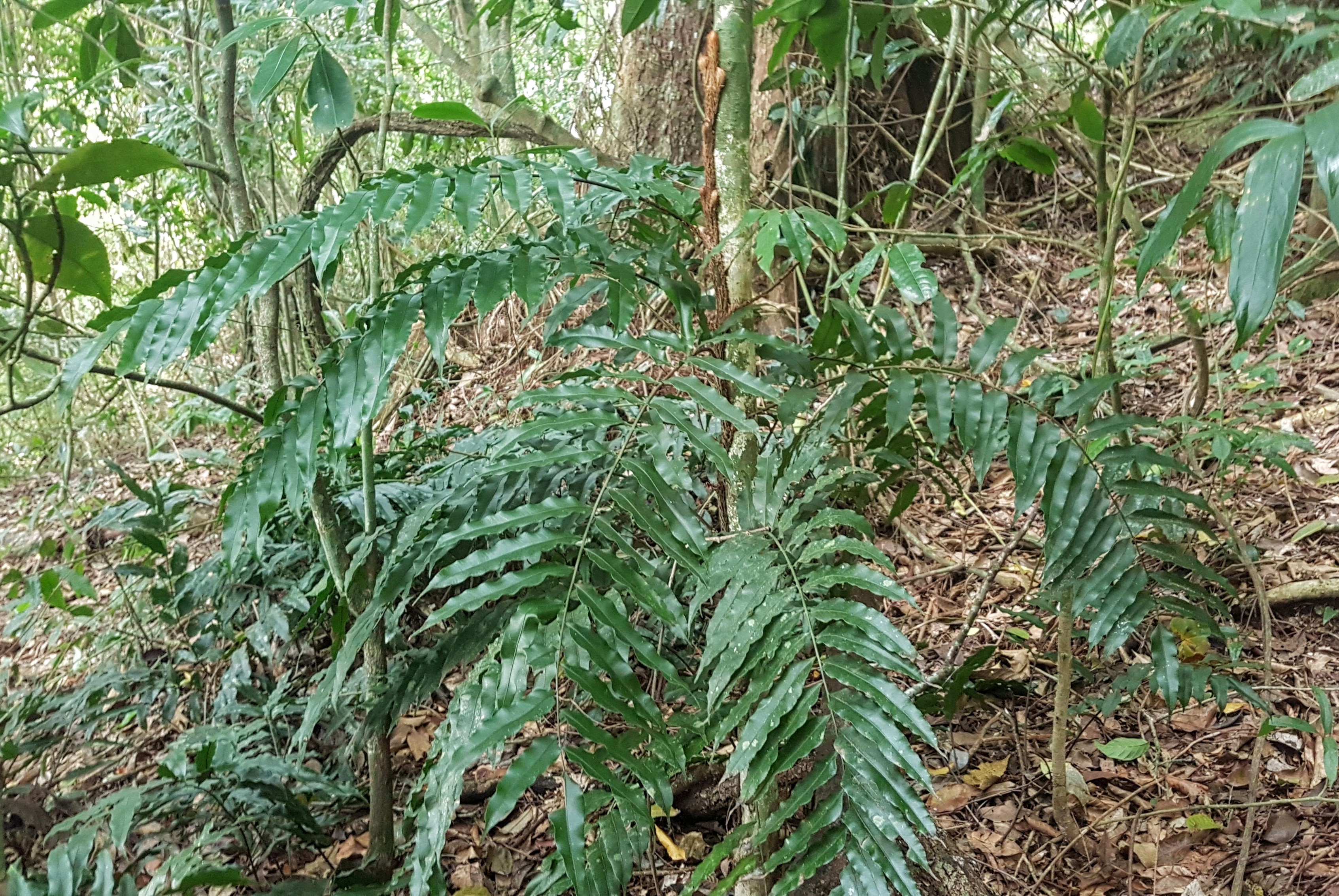 Lomariopsis marginata