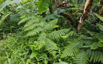 Dennstaedtia cornuta