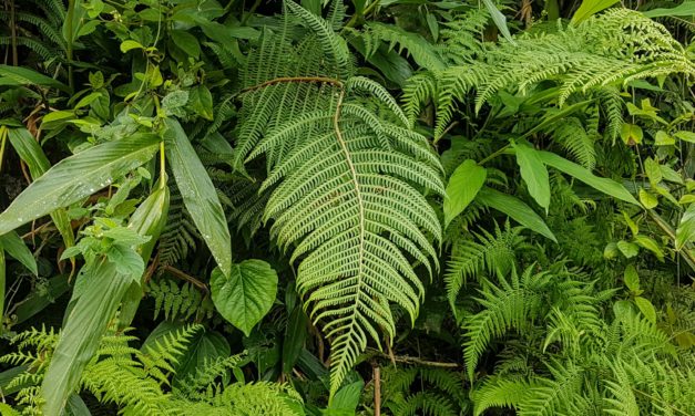 Ctenitis anniesii