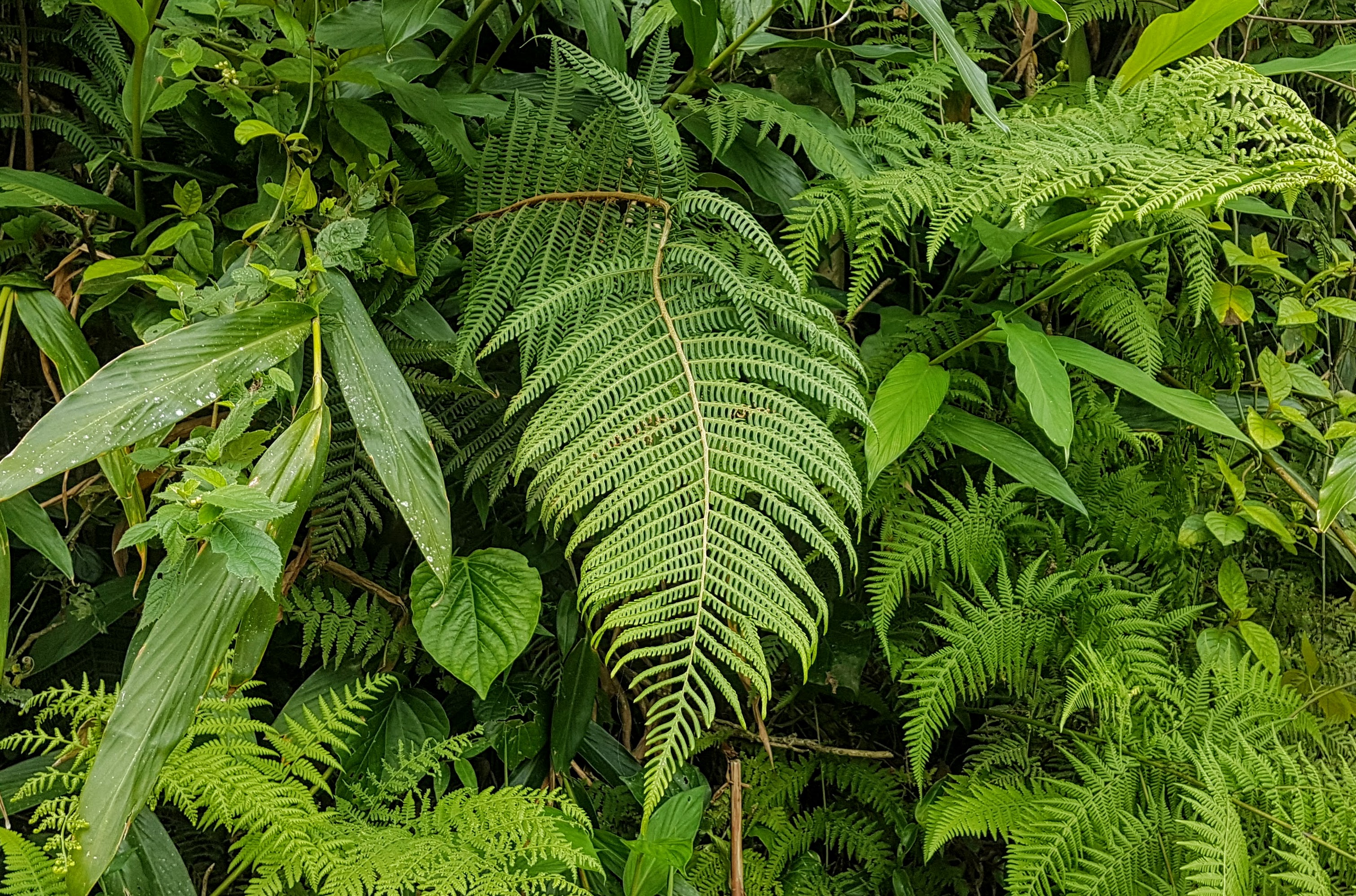 Ctenitis anniesii