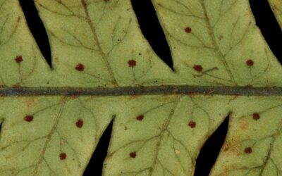 Megalastrum connexum