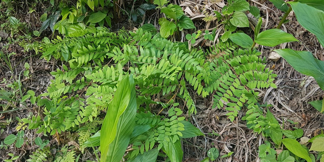 Osmunda spectabilis