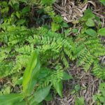 Osmunda spectabilis