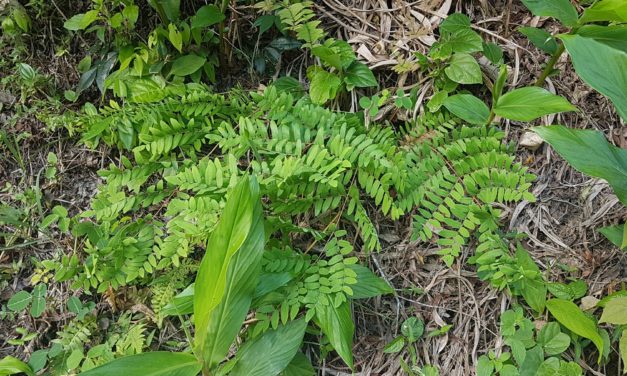 Osmunda spectabilis