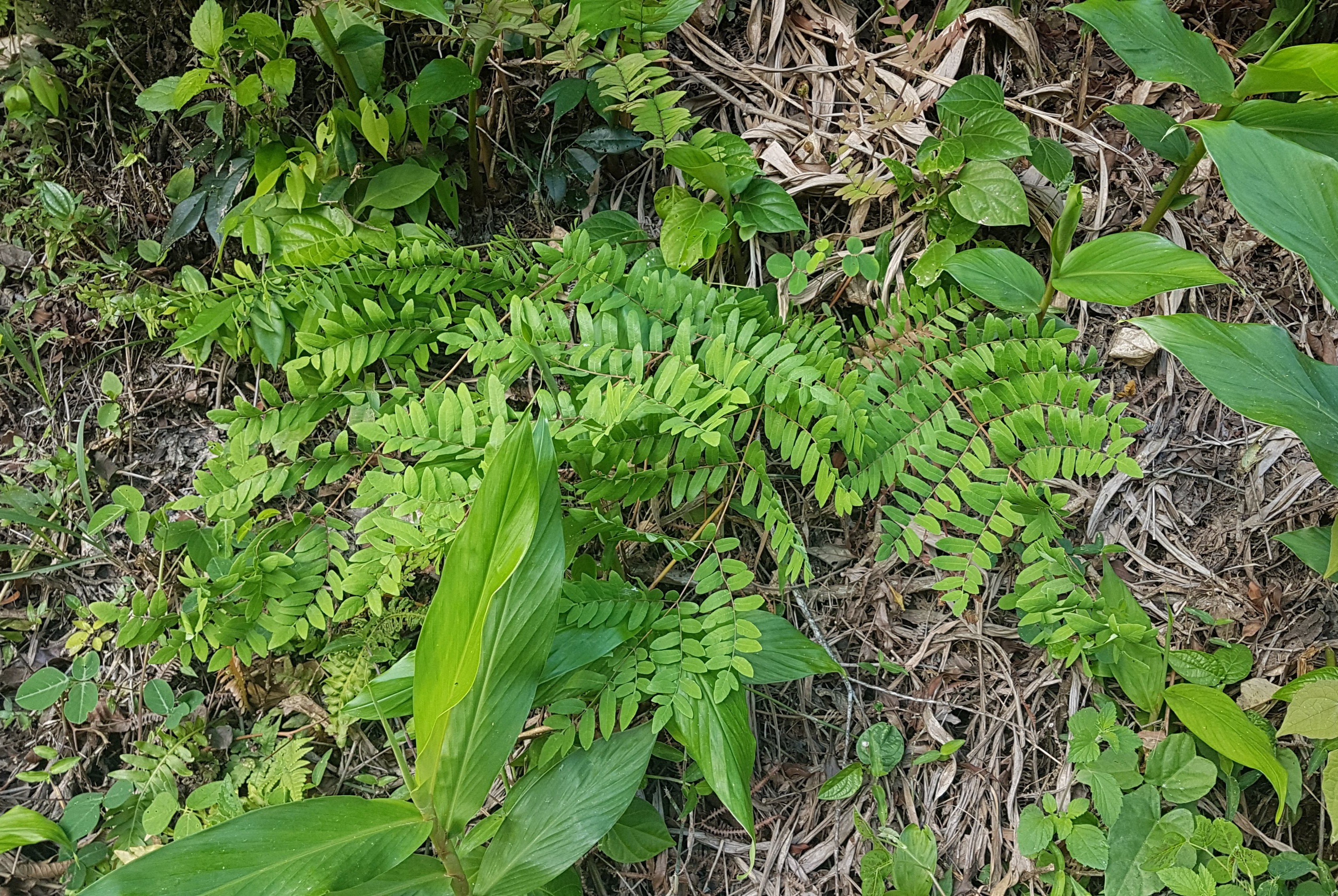 Osmunda spectabilis