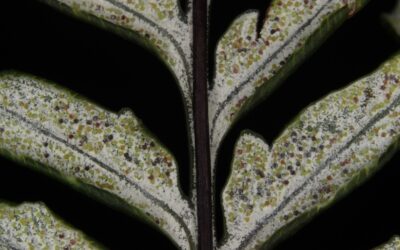 Pityrogramma calomelanos var. calomelanos