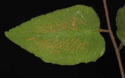 Hemionitis tomentosa