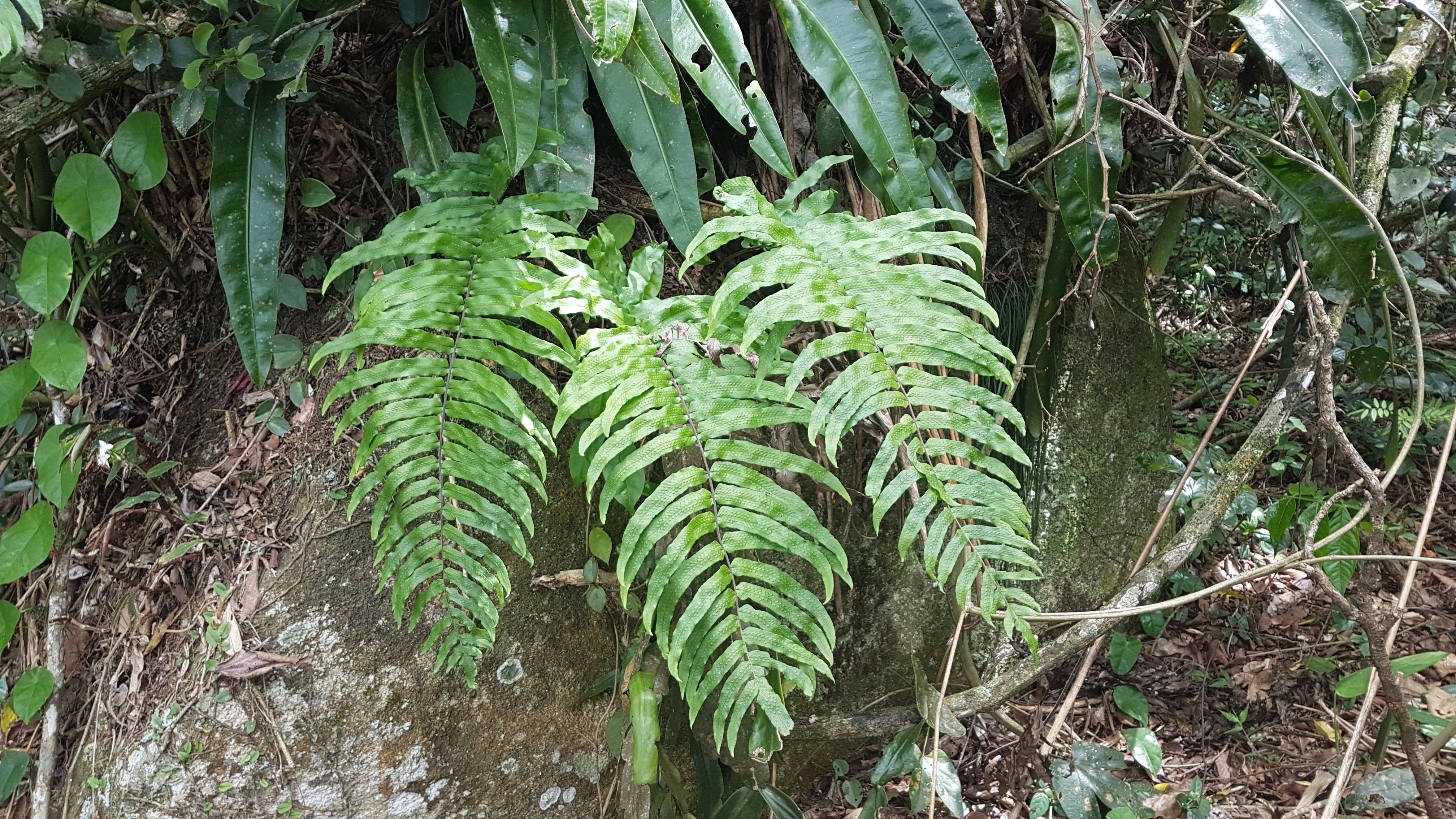 Serpocaulon ×pubescens