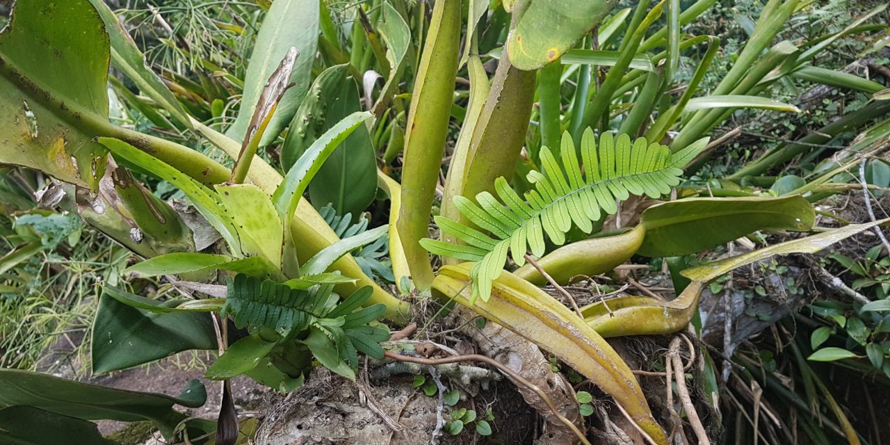 Serpocaulon catharinae