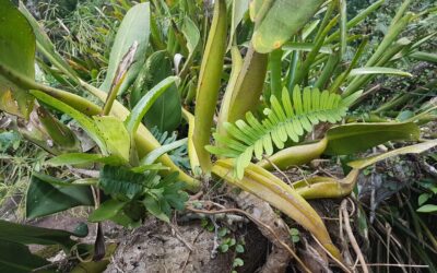 Serpocaulon catharinae