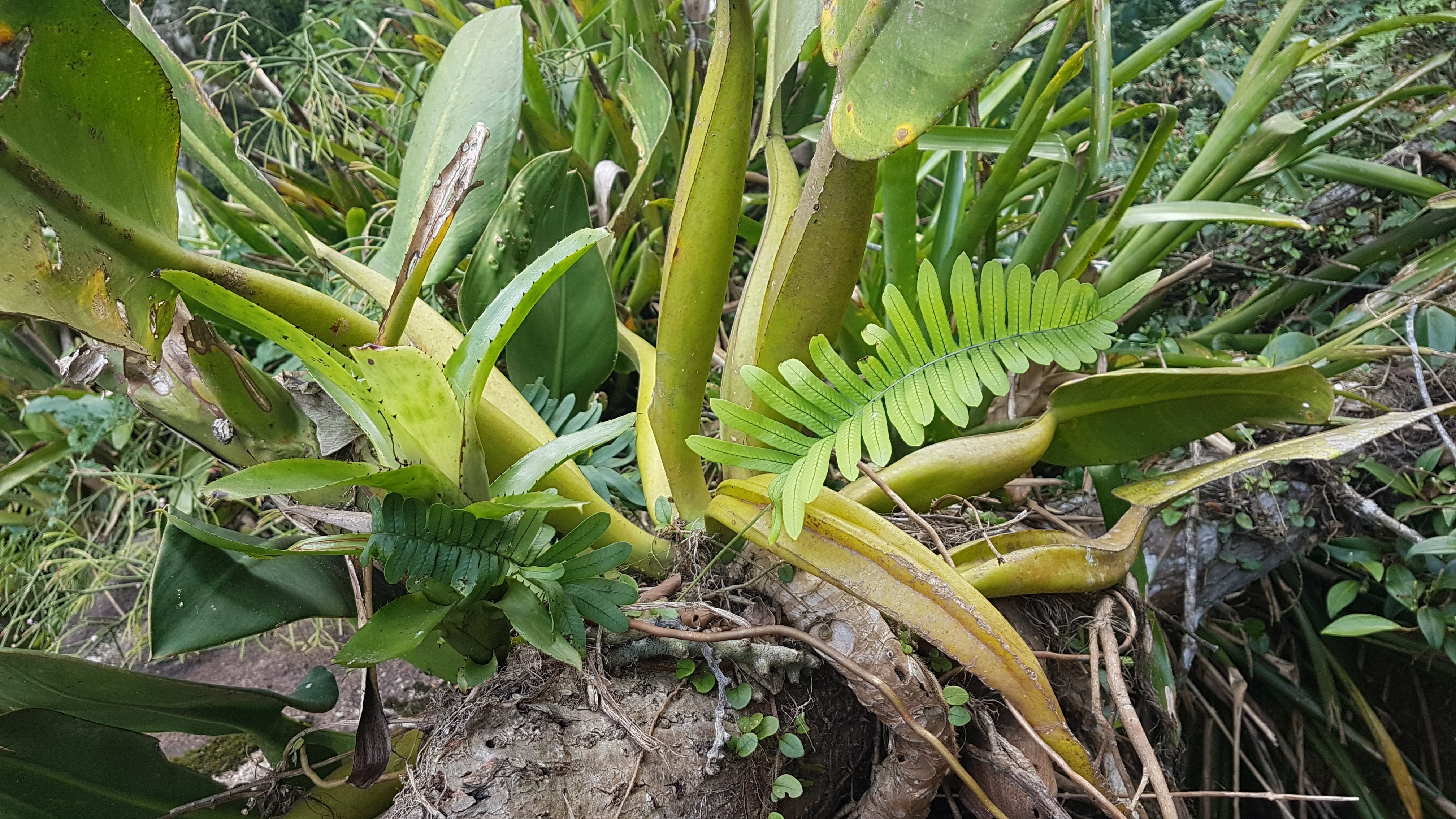 Serpocaulon catharinae