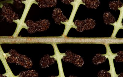 Polybotrya cylindrica