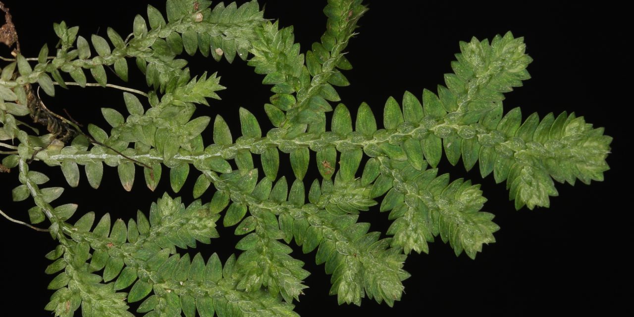 Selaginella muscosa