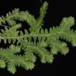 Selaginella muscosa