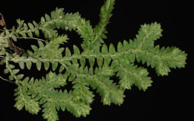 Selaginella muscosa